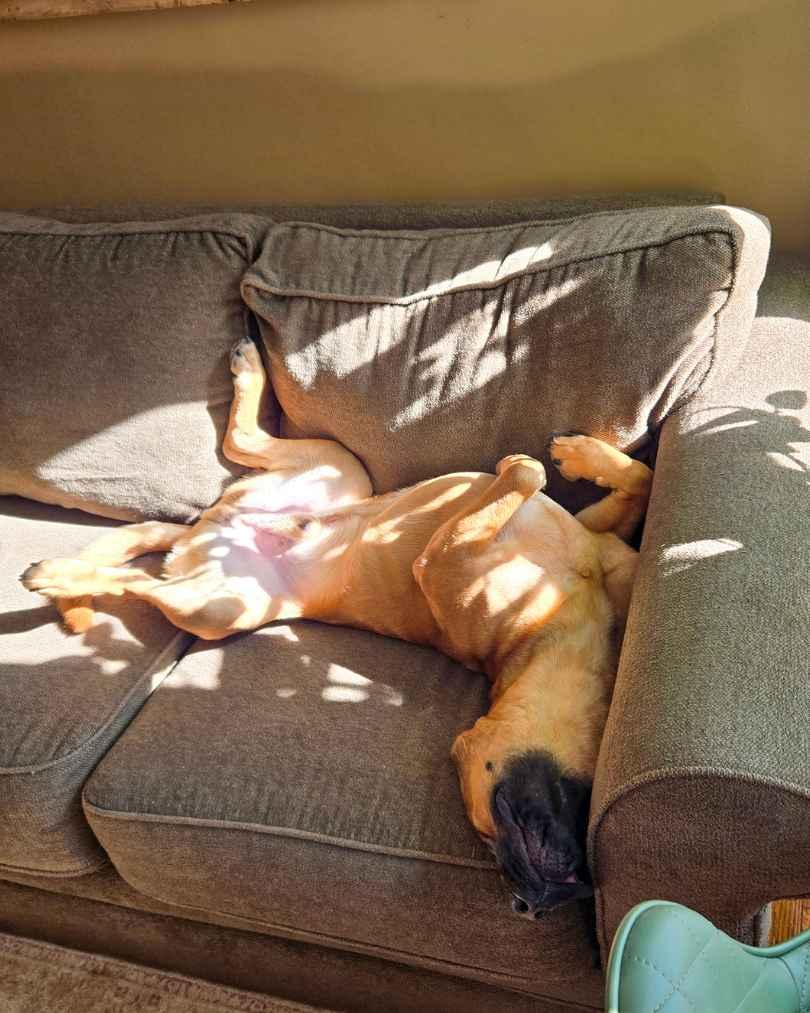 Caspian, ADOPTABLE, Young Male Mixed Breed.