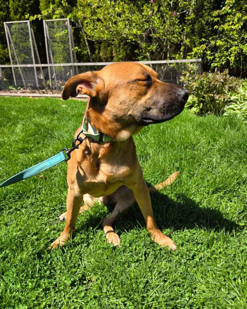 Caspian, a ADOPTABLE Mixed Breed in Evanston, IL image 2/3