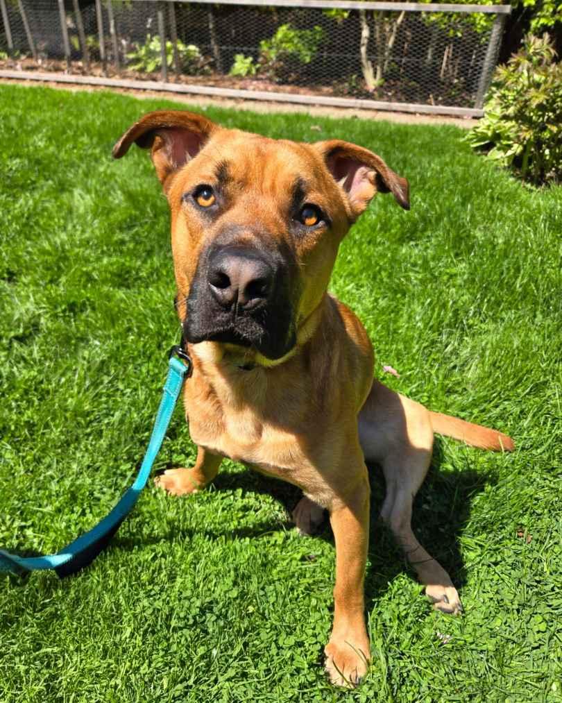 Caspian, a ADOPTABLE Mixed Breed in Evanston, IL image 3/3