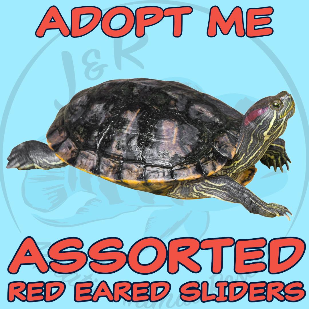 Assorted Slider Turtles, Adult Unknown unknown