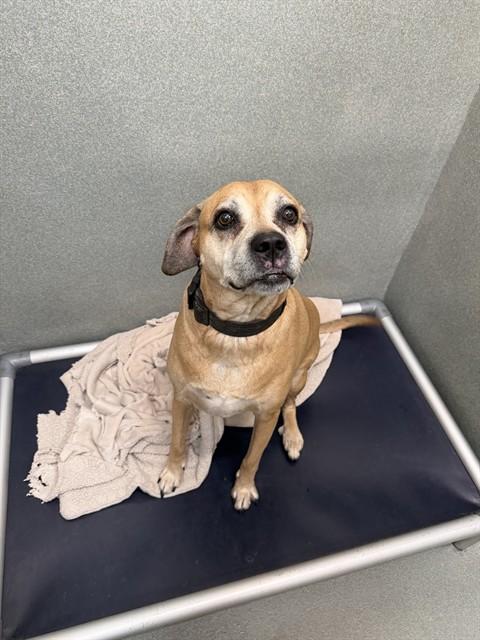 PIPER, Adoptable, Adult Female Labrador Retriever & Boxer.