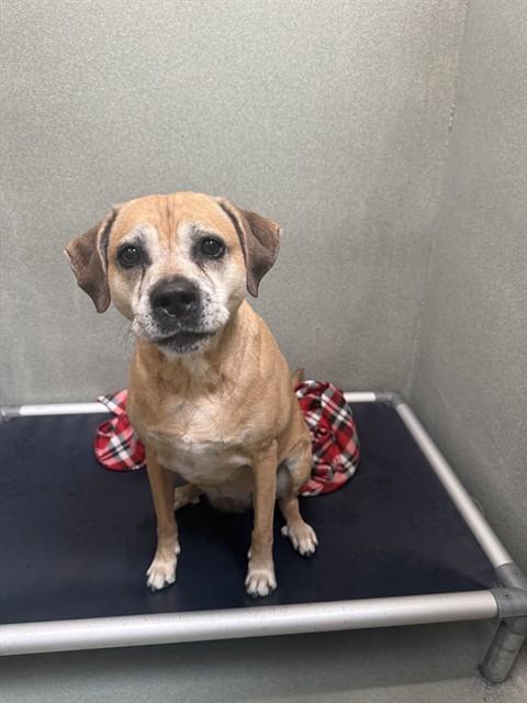 Enlarge PIPER, a Adoptable mixed breed in Lees Summit, MO image 1/1