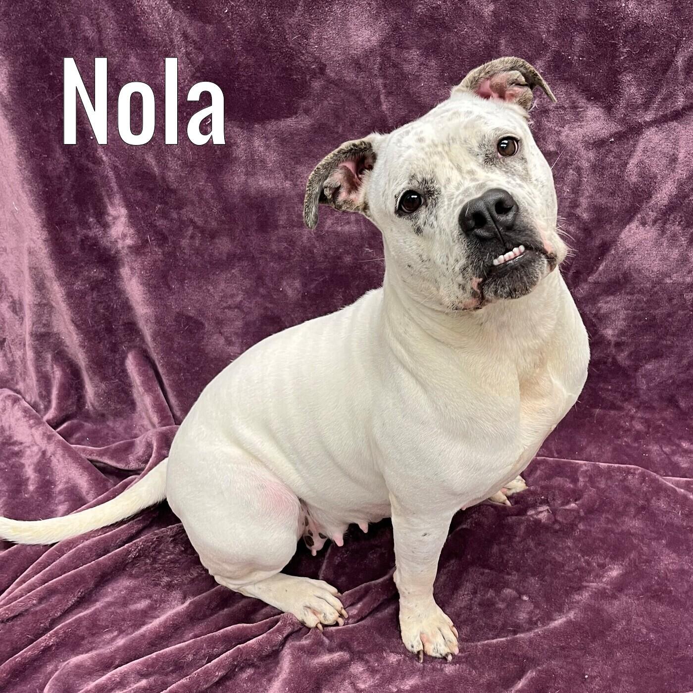 Enlarge Nola, a ADOPTABLE mixed breed in Pleasantville, NJ image 1/1