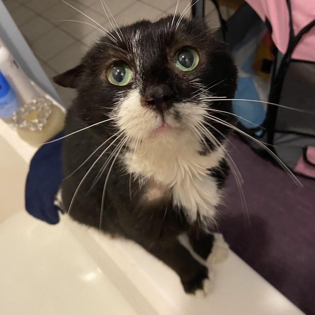 Enlarge Gideon Bowers, a Adoptable Domestic Short Hair in Woodstock, VA image 1/1