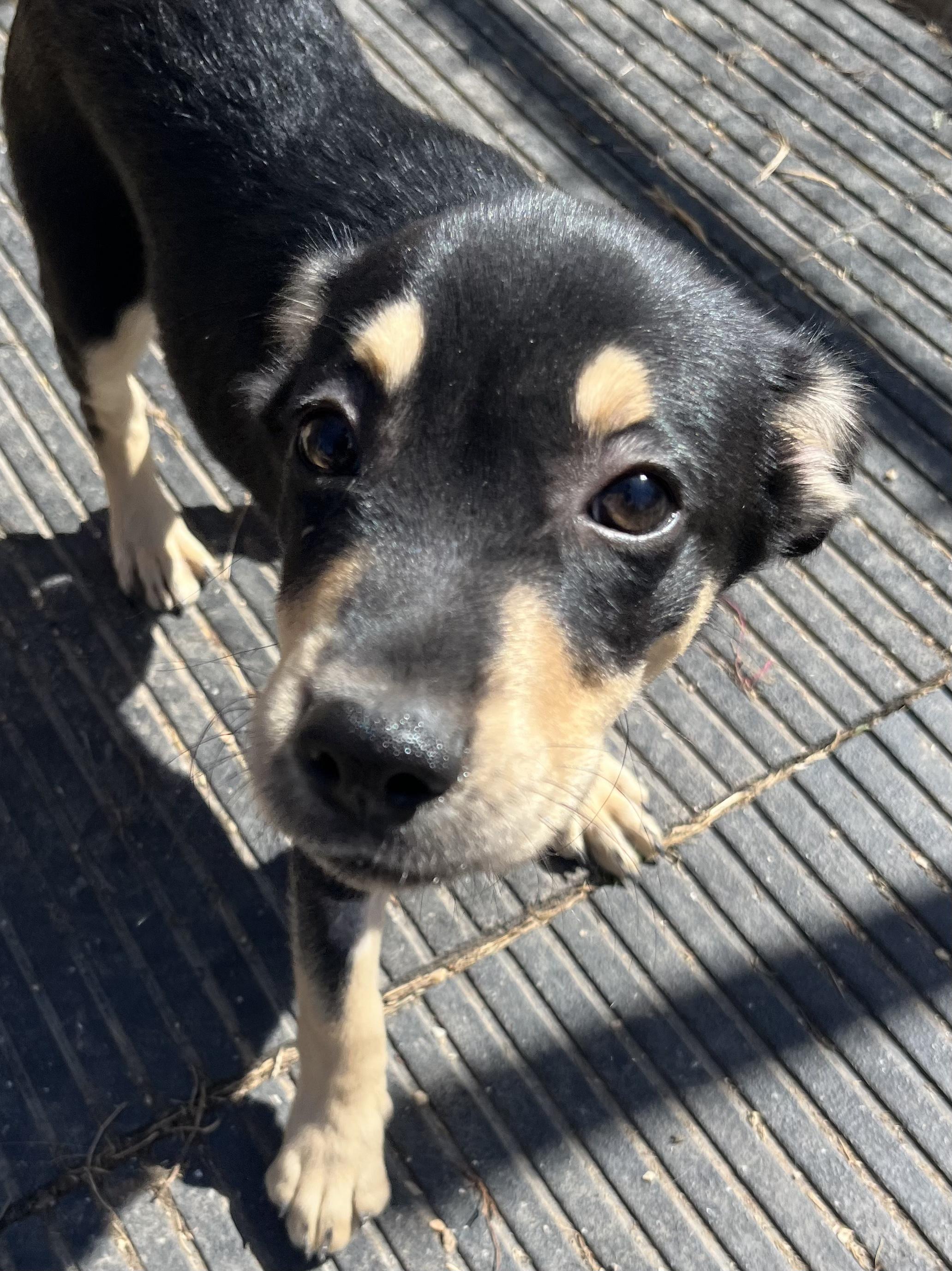 Enlarge T-Rav, a Adoptable mixed breed in Farmington, MO image 4/4