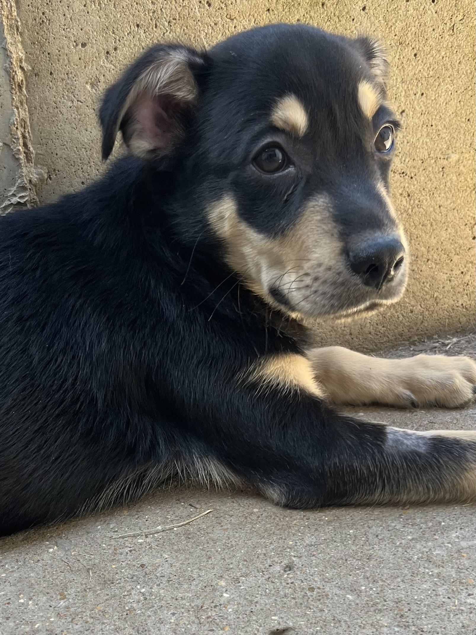 T-Rav, Adoptable, Young Male Terrier.