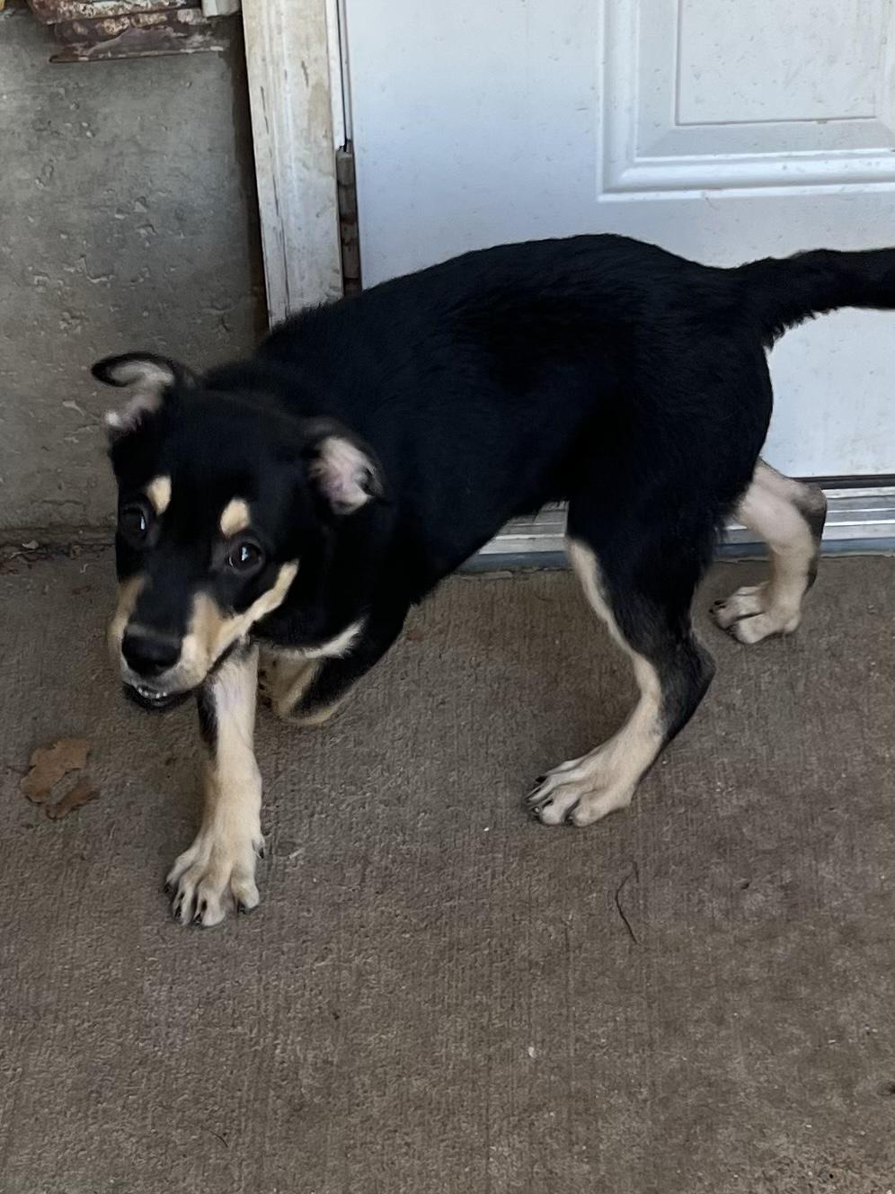Enlarge T-Rav, a Adoptable mixed breed in Farmington, MO image 2/4