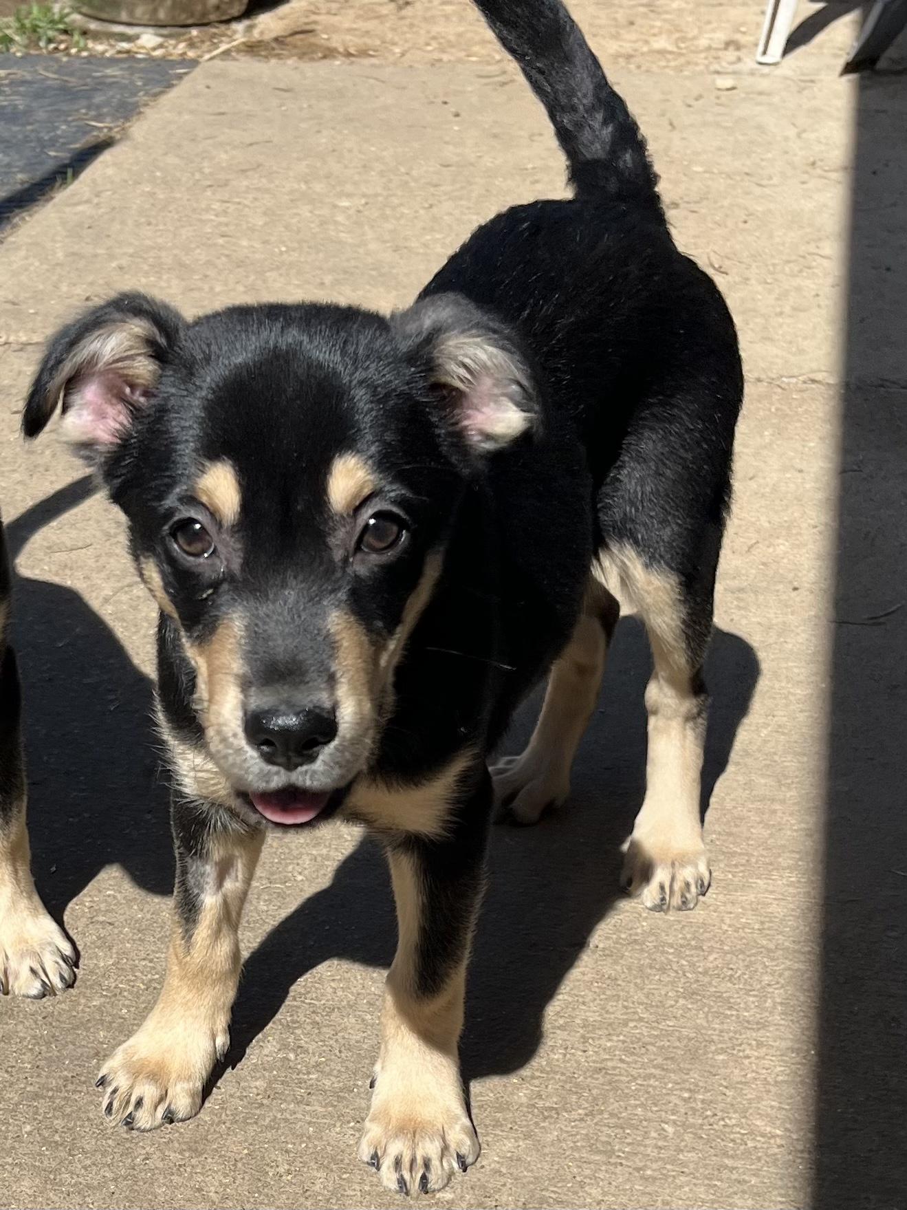 Enlarge T-Rav, a Adoptable mixed breed in Farmington, MO image 3/4