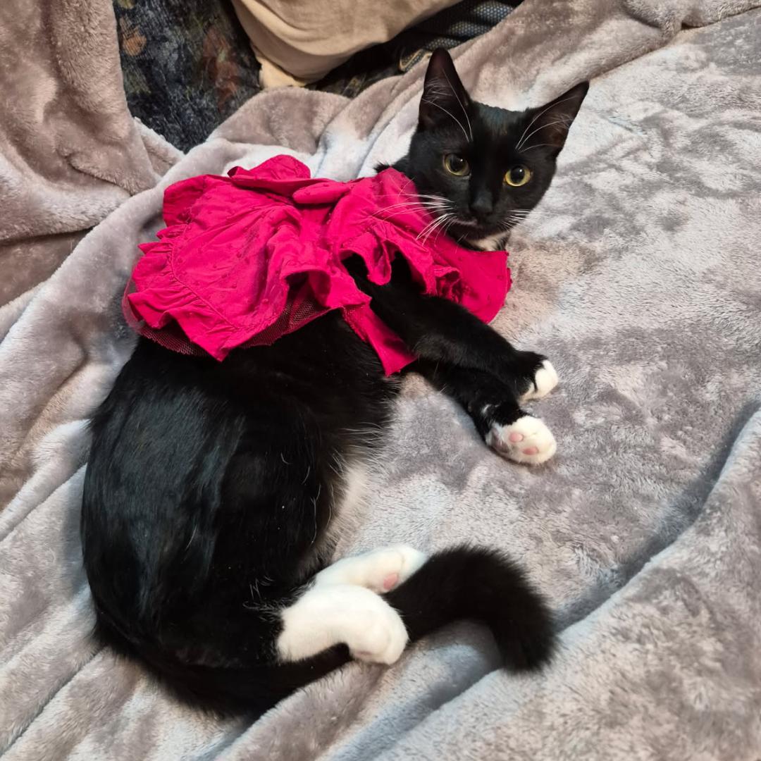 Lucy, Adoptable, Young Female Tuxedo & Domestic Short Hair.