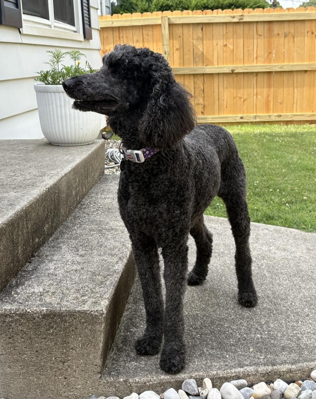 Bess - In Foster photo 2