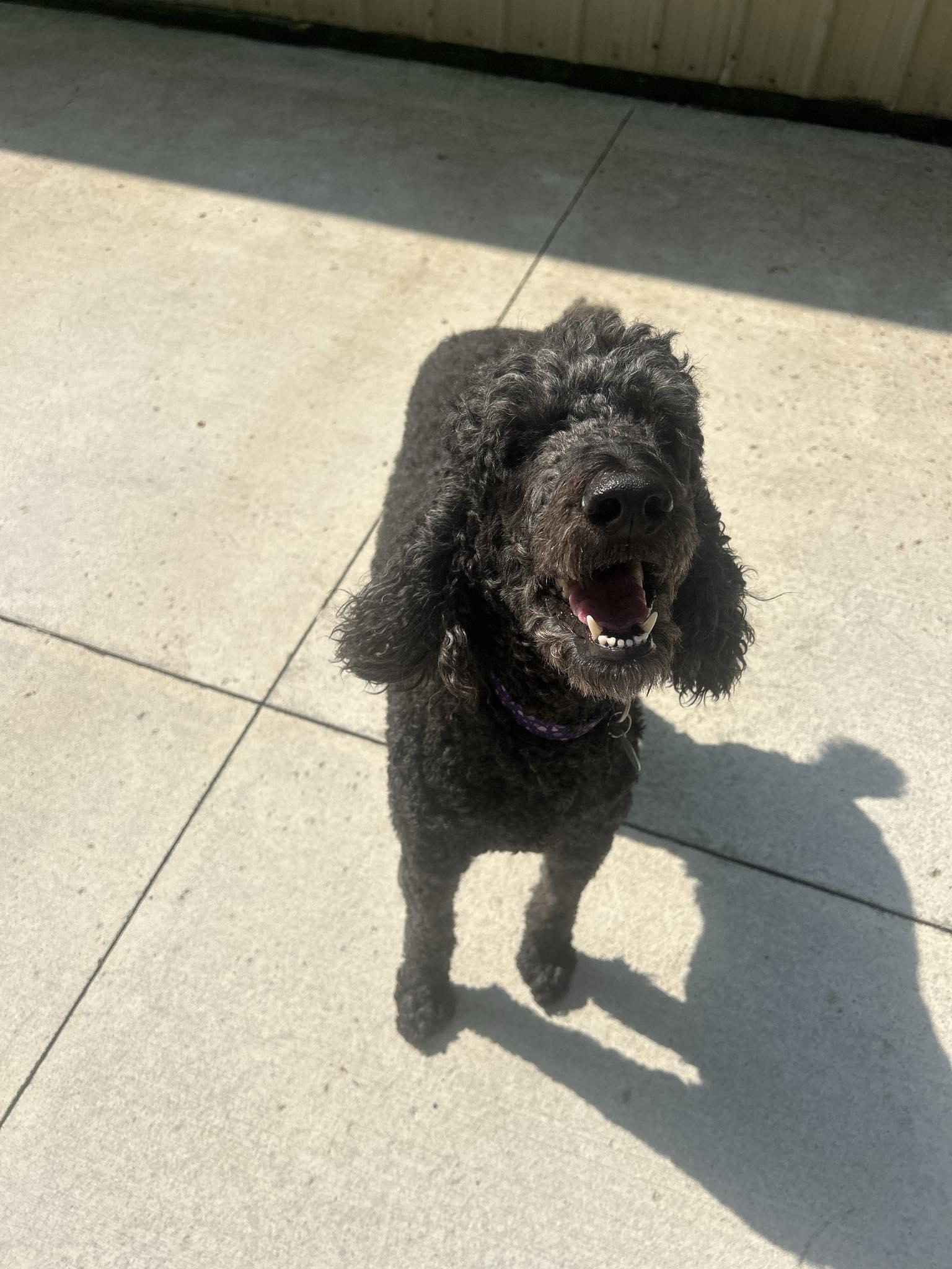 Bess - In Foster