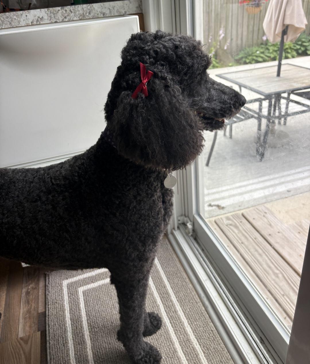 Bess - In Foster photo 3