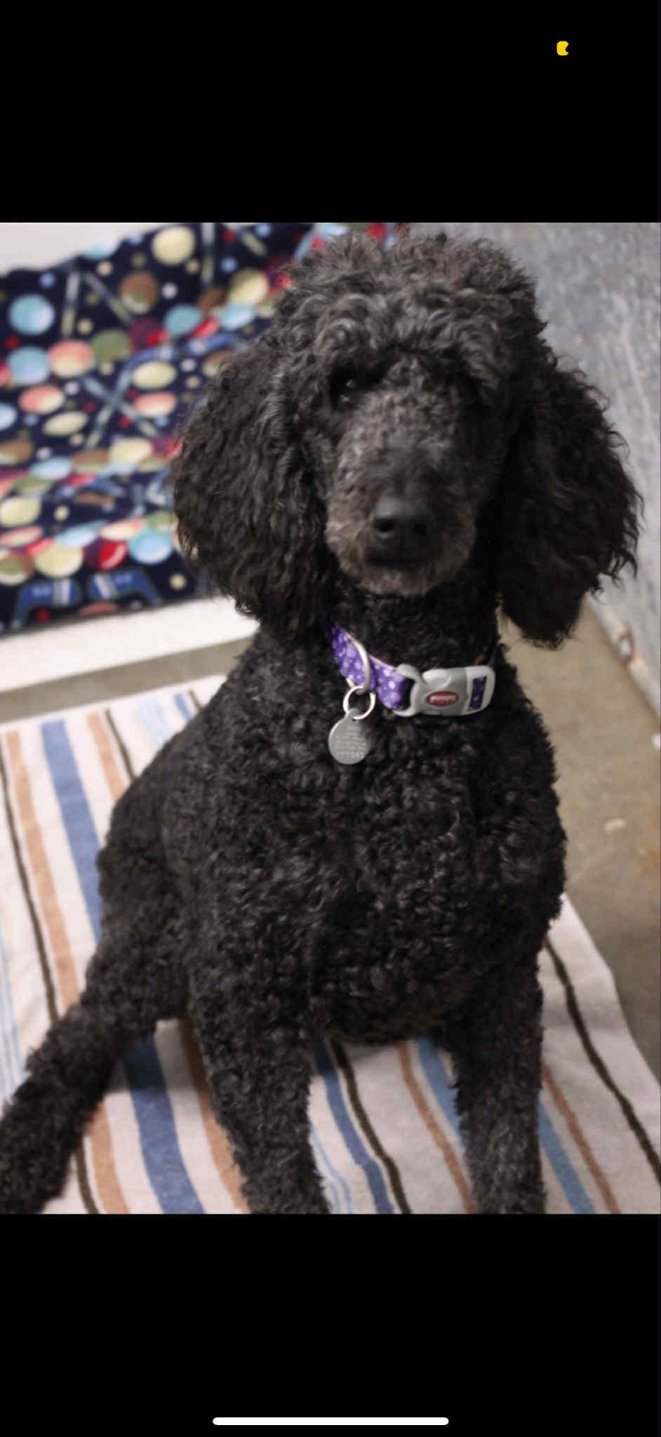 Bess - In Foster
