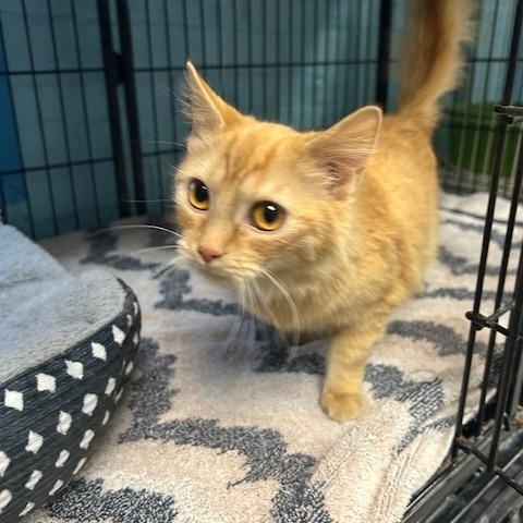 Enlarge Clementine, a ADOPTABLE mixed breed in Bloomingdale, NJ image 3/6