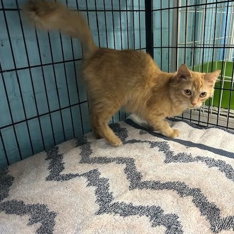 Enlarge Clementine, a ADOPTABLE mixed breed in Bloomingdale, NJ image 6/6