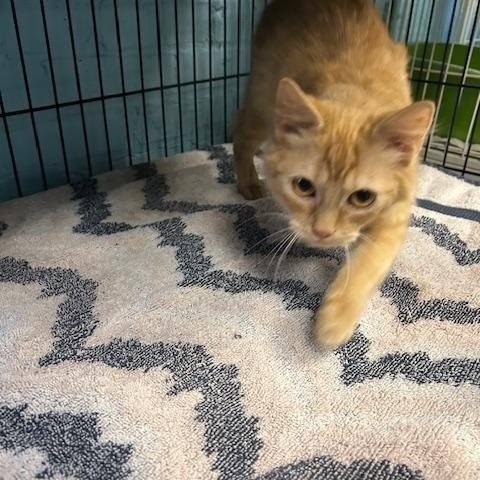 Enlarge Clementine, a ADOPTABLE mixed breed in Bloomingdale, NJ image 4/6