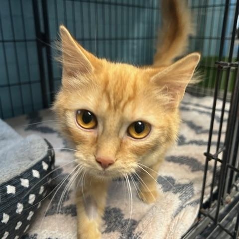 Enlarge Clementine, a ADOPTABLE mixed breed in Bloomingdale, NJ image 1/6