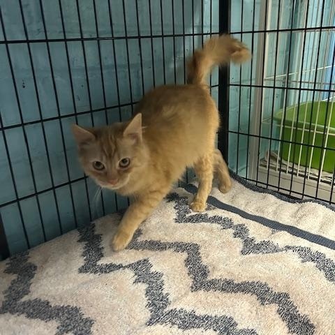 Enlarge Clementine, a ADOPTABLE mixed breed in Bloomingdale, NJ image 5/6