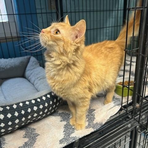 Enlarge Clementine, a ADOPTABLE mixed breed in Bloomingdale, NJ image 2/6