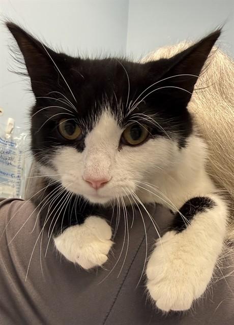 NISSAN, Adoptable, Young Male Domestic Short Hair.