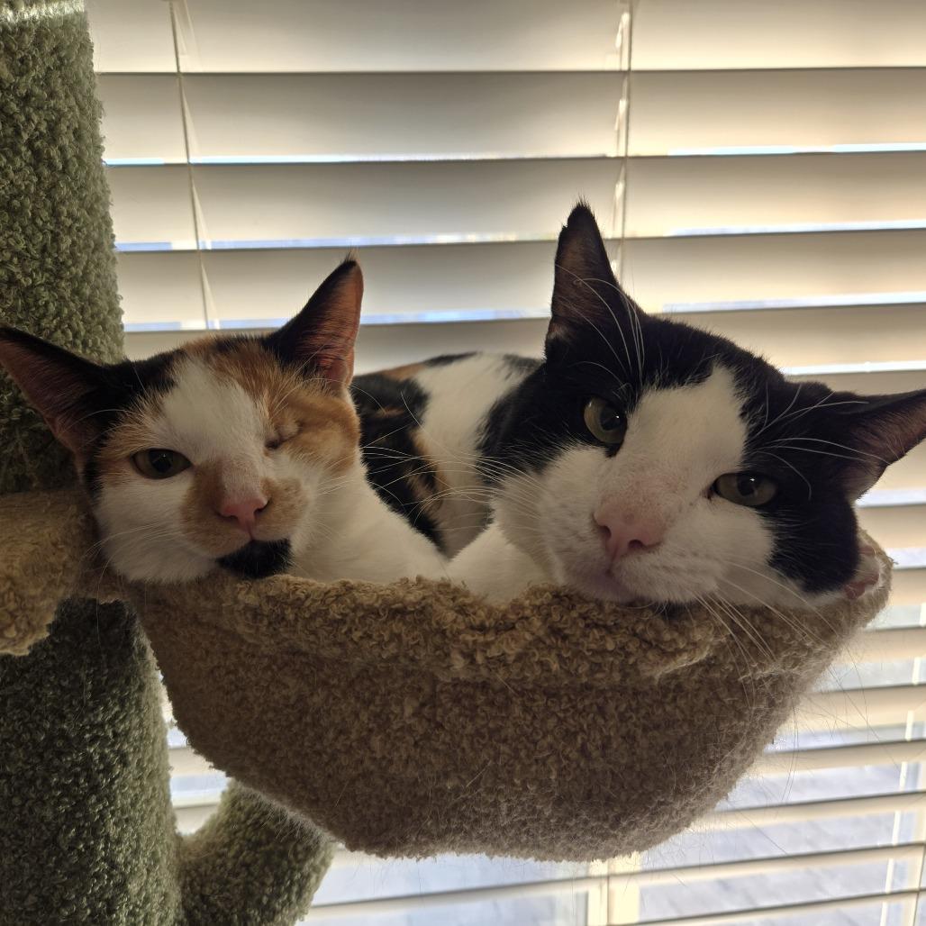 Enlarge Pho Bear (Panda), a Adoptable Domestic Medium Hair in Layton, UT image 1/2