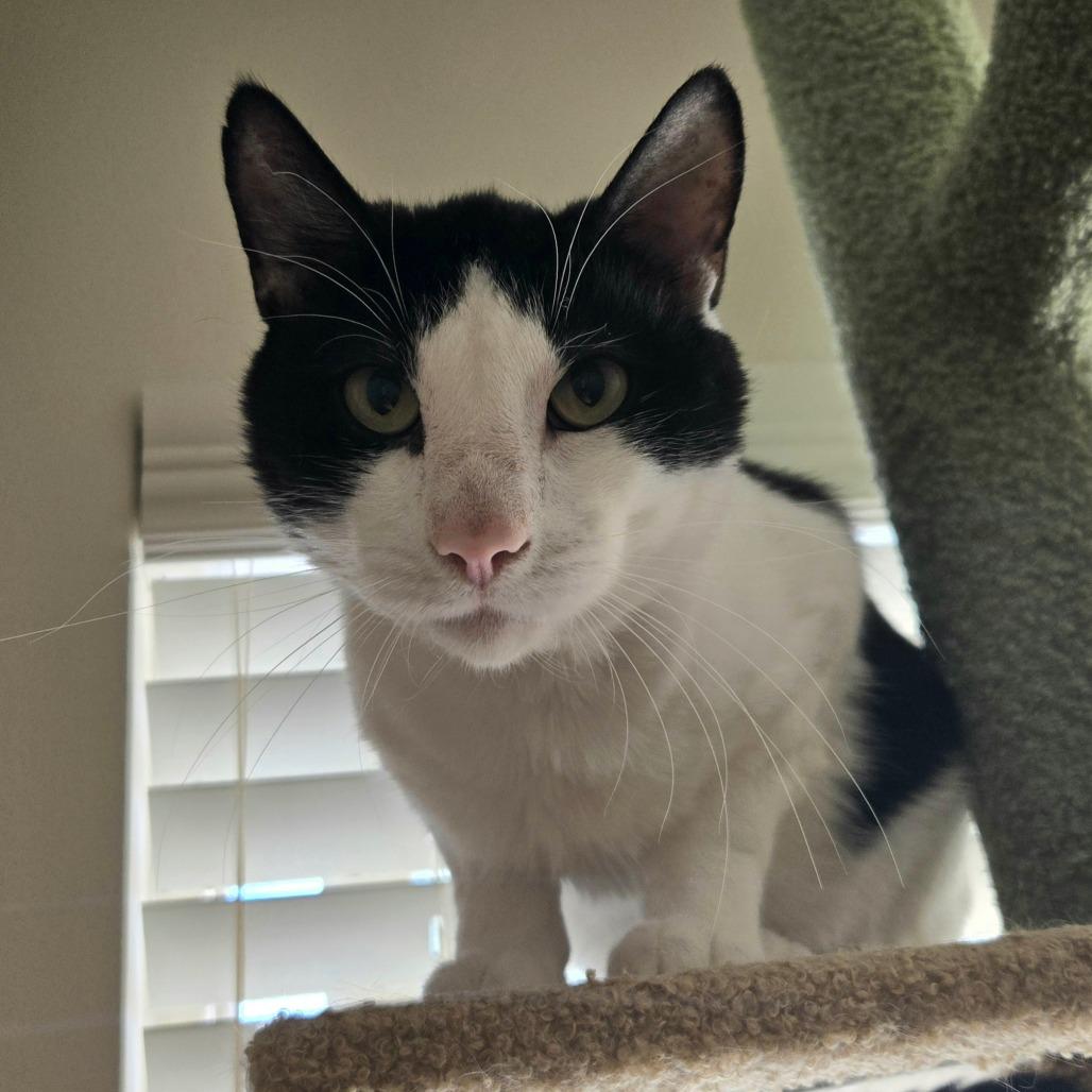 Enlarge Pho Bear (Panda), a Adoptable Domestic Medium Hair in Layton, UT image 2/2