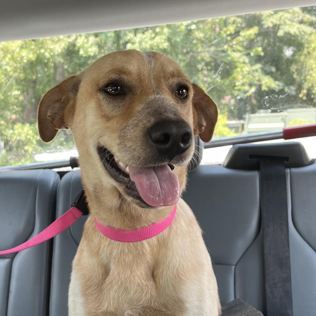 Enlarge Honey, a Adoptable mixed breed in Richmond Hill, GA image 1/6