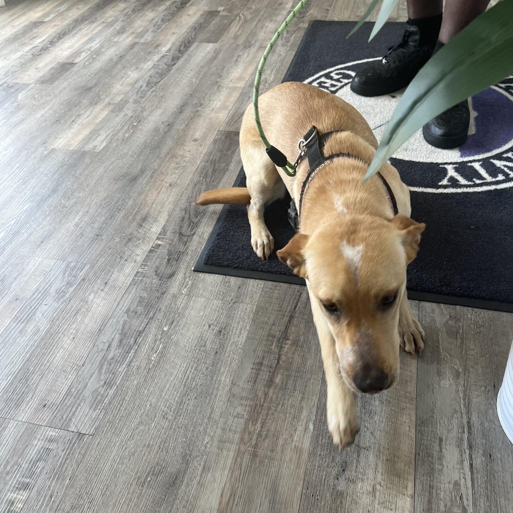 Enlarge Honey, a Adoptable mixed breed in Richmond Hill, GA image 2/6