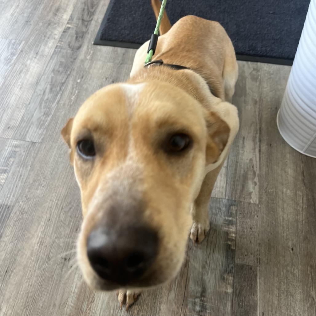 Enlarge Honey, a Adoptable mixed breed in Richmond Hill, GA image 3/6