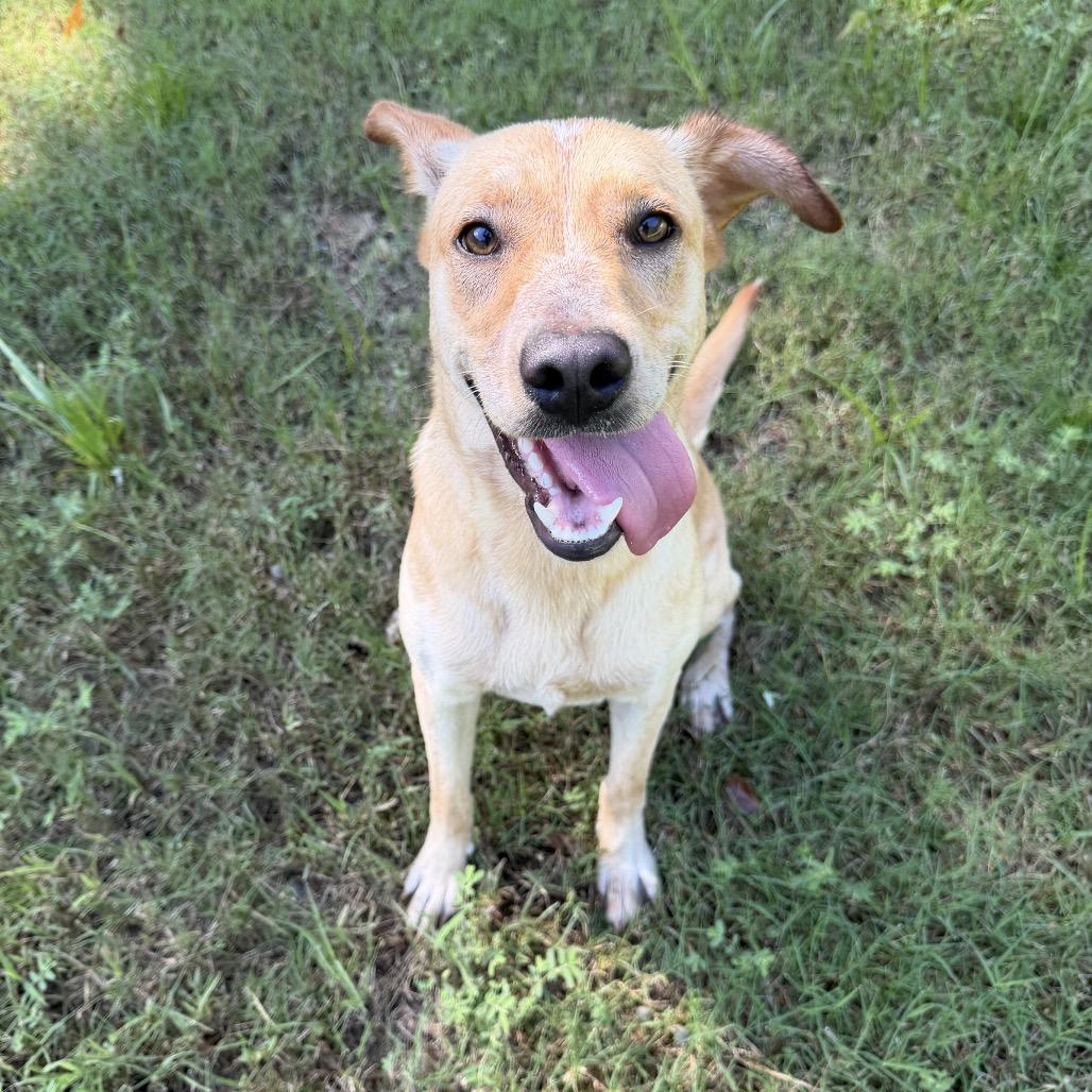 Enlarge Honey, a Adoptable mixed breed in Richmond Hill, GA image 4/6