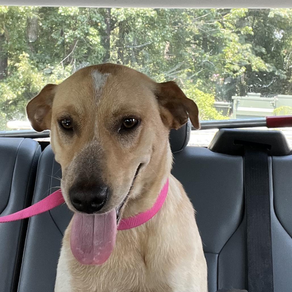Enlarge Honey, a Adoptable mixed breed in Richmond Hill, GA image 4/6