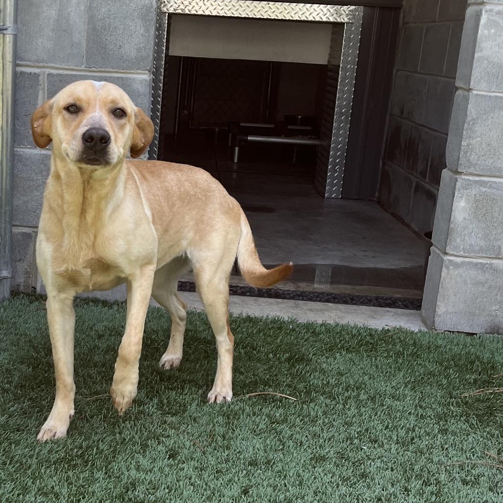 Enlarge Honey, a Adoptable mixed breed in Richmond Hill, GA image 5/6