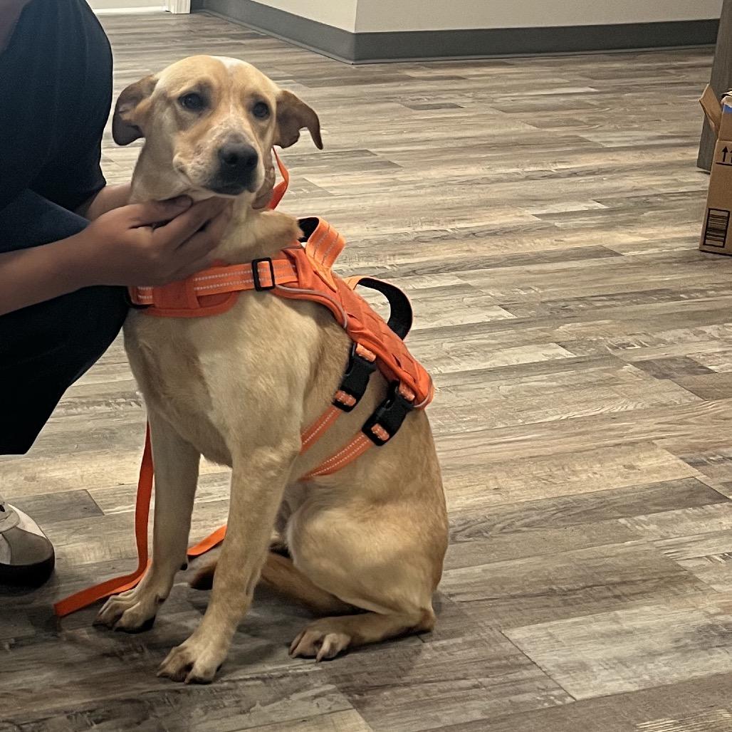 Enlarge Honey, a Adoptable mixed breed in Richmond Hill, GA image 6/6