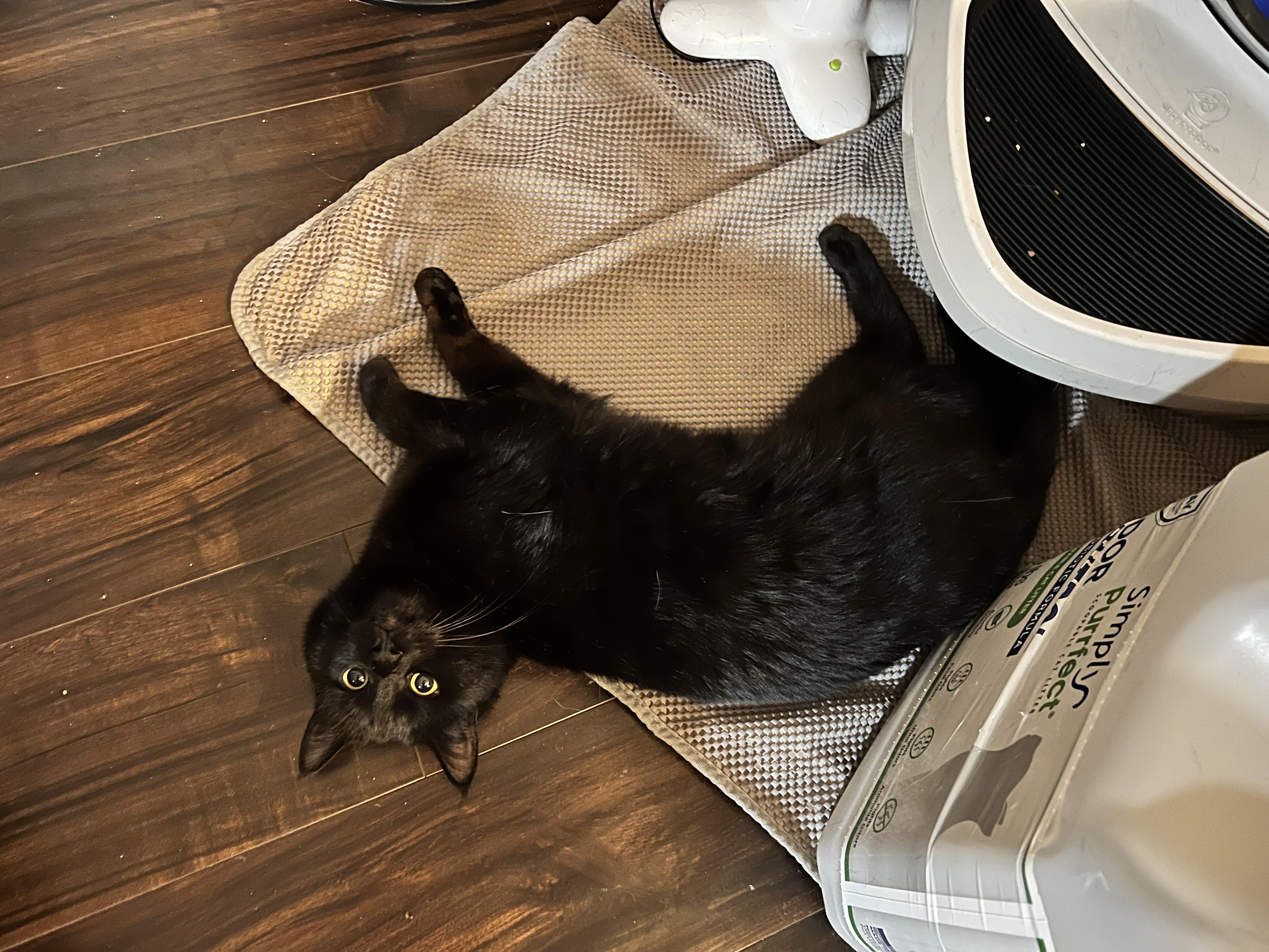 Enlarge Jet, a ADOPTABLE Domestic Short Hair in Aurora, CO image 2/4