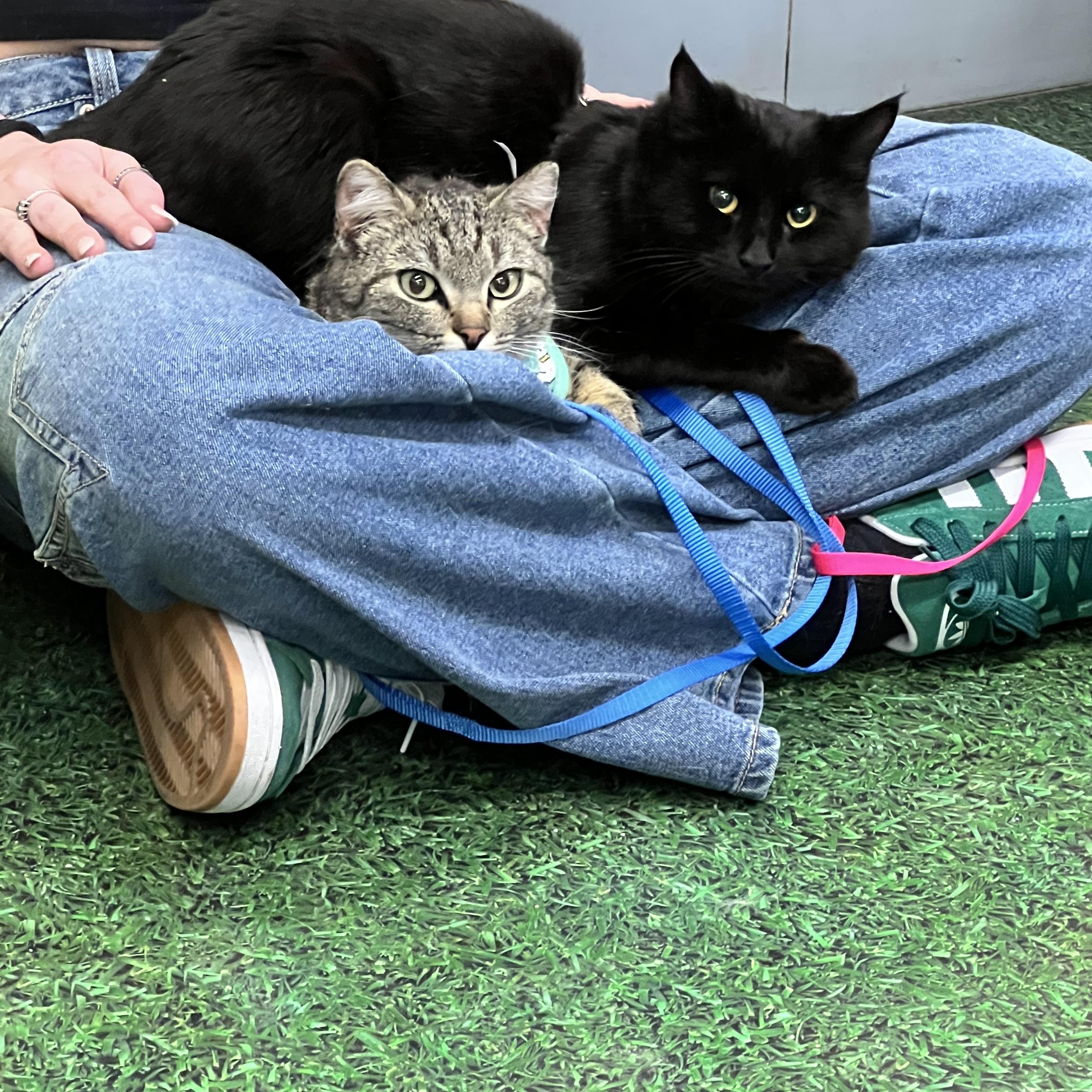 Enlarge Jet, a ADOPTABLE Domestic Short Hair in Aurora, CO image 3/4