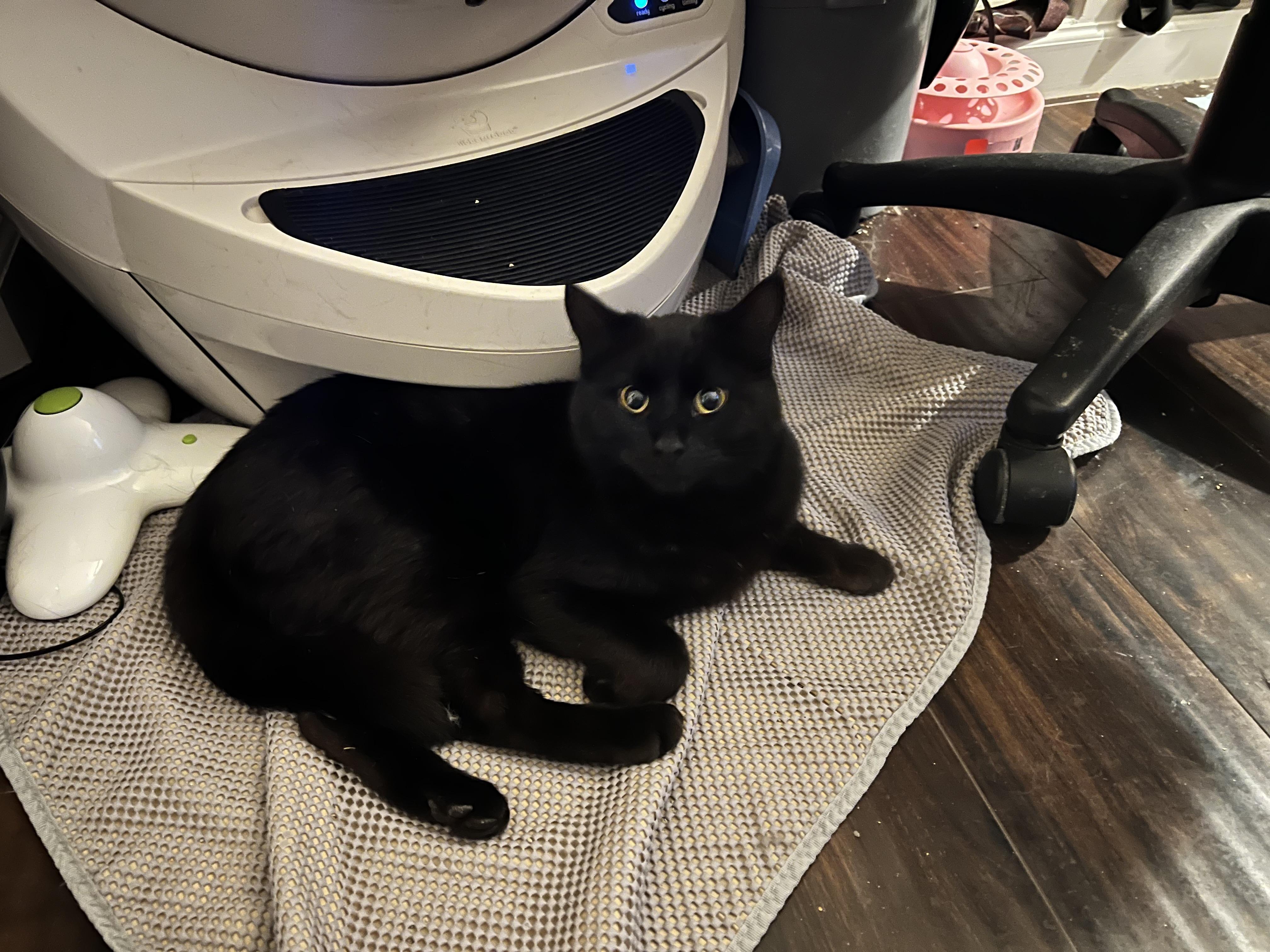 Enlarge Jet, a ADOPTABLE Domestic Short Hair in Aurora, CO image 4/4