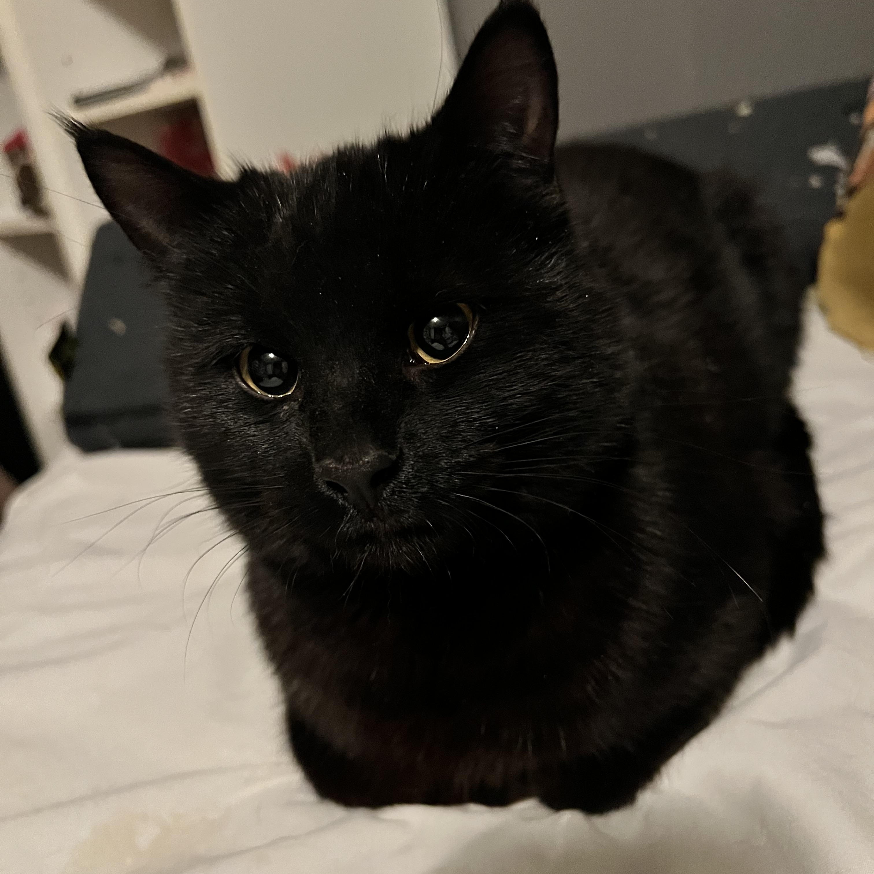 Jet, ADOPTABLE, Young Male Domestic Short Hair.