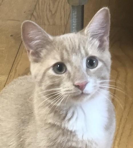 Mayberry, a Adoptable mixed breed in Mechanicsville , VA image 2/4