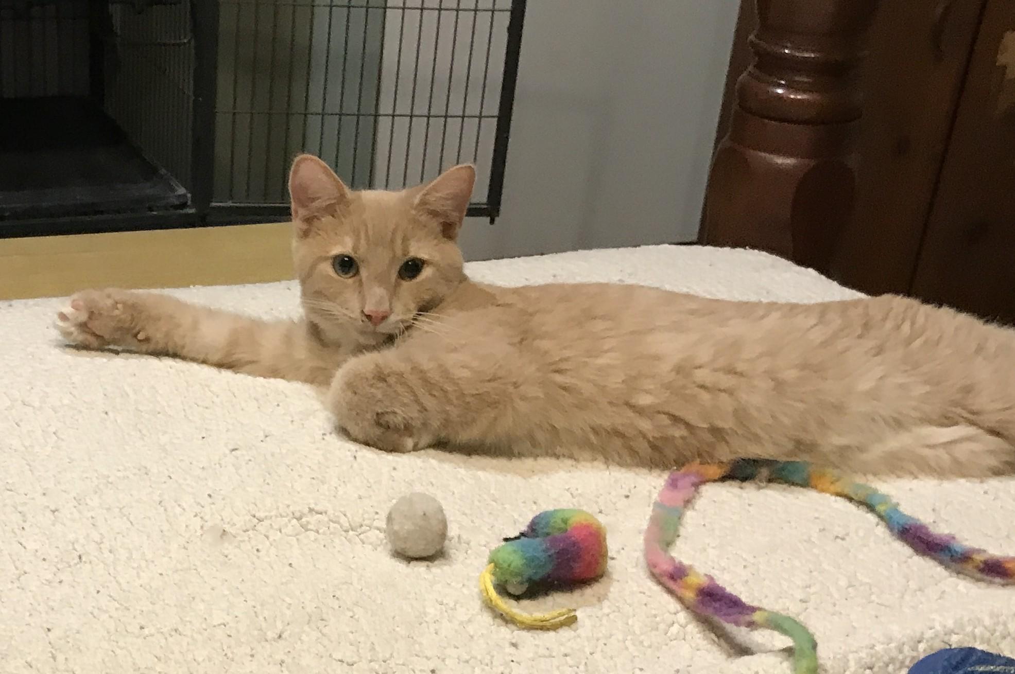 Mayberry, Adoptable, Young Male Domestic Short Hair.