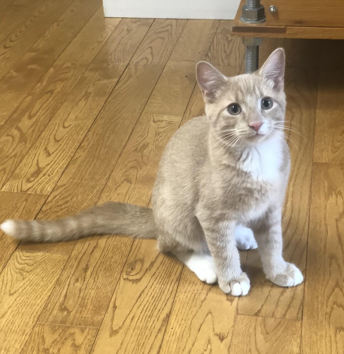 Mayberry, a Adoptable mixed breed in Mechanicsville , VA image 3/4