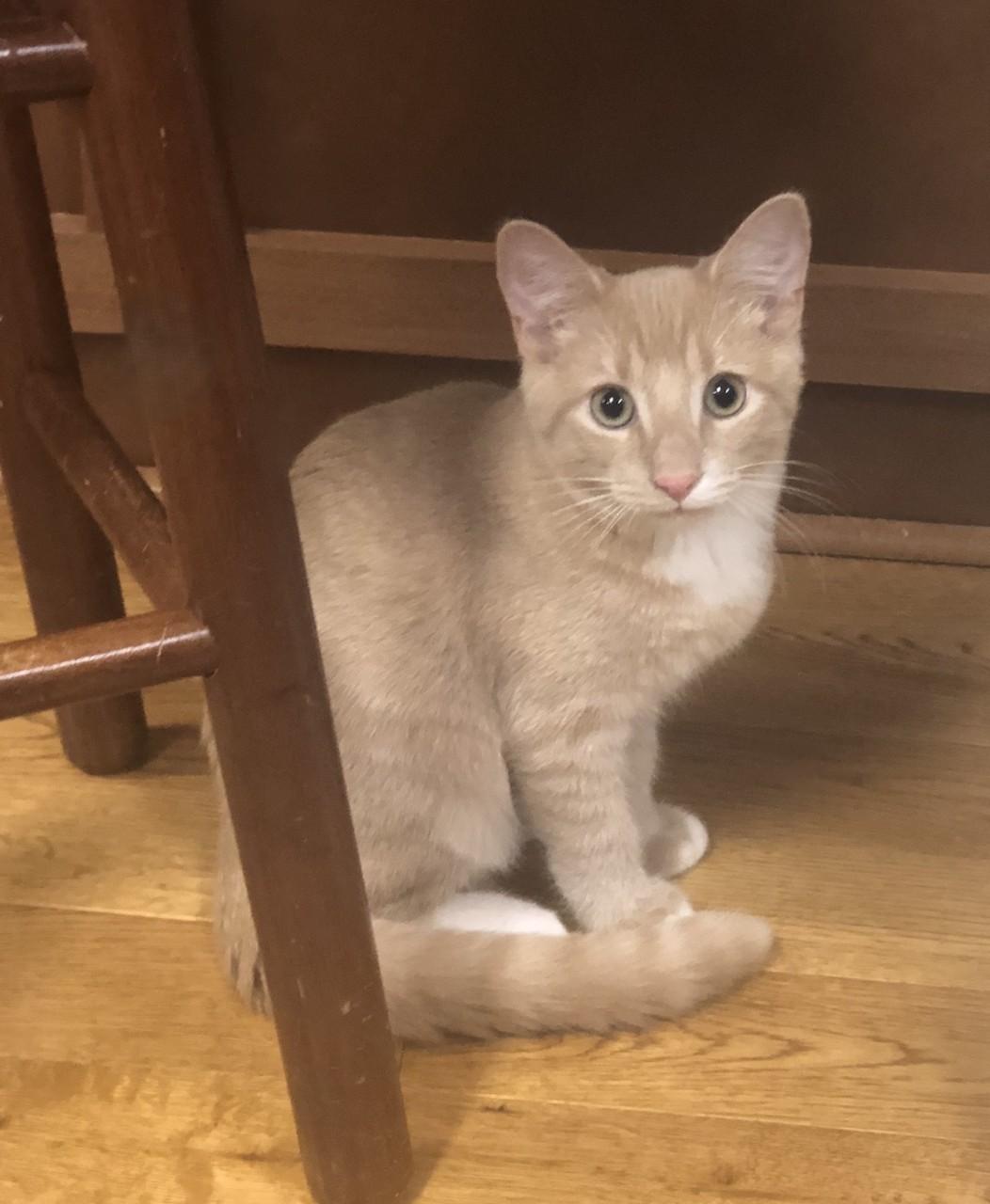 Mayberry, a Adoptable mixed breed in Mechanicsville , VA image 4/4