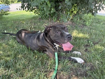 Boomer, Adoptable, Adult Male Pit Bull Terrier & Mixed Breed.