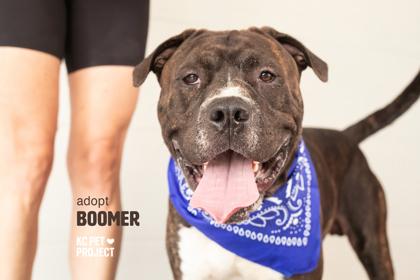 Enlarge Boomer, a Adoptable mixed breed in Kansas City, MO image 2/3