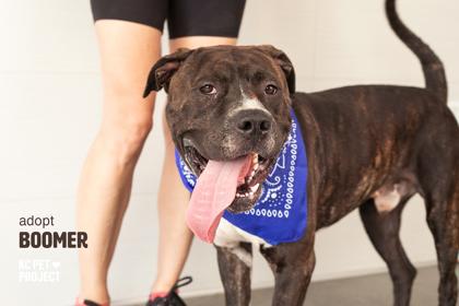 Enlarge Boomer, a Adoptable mixed breed in Kansas City, MO image 3/3