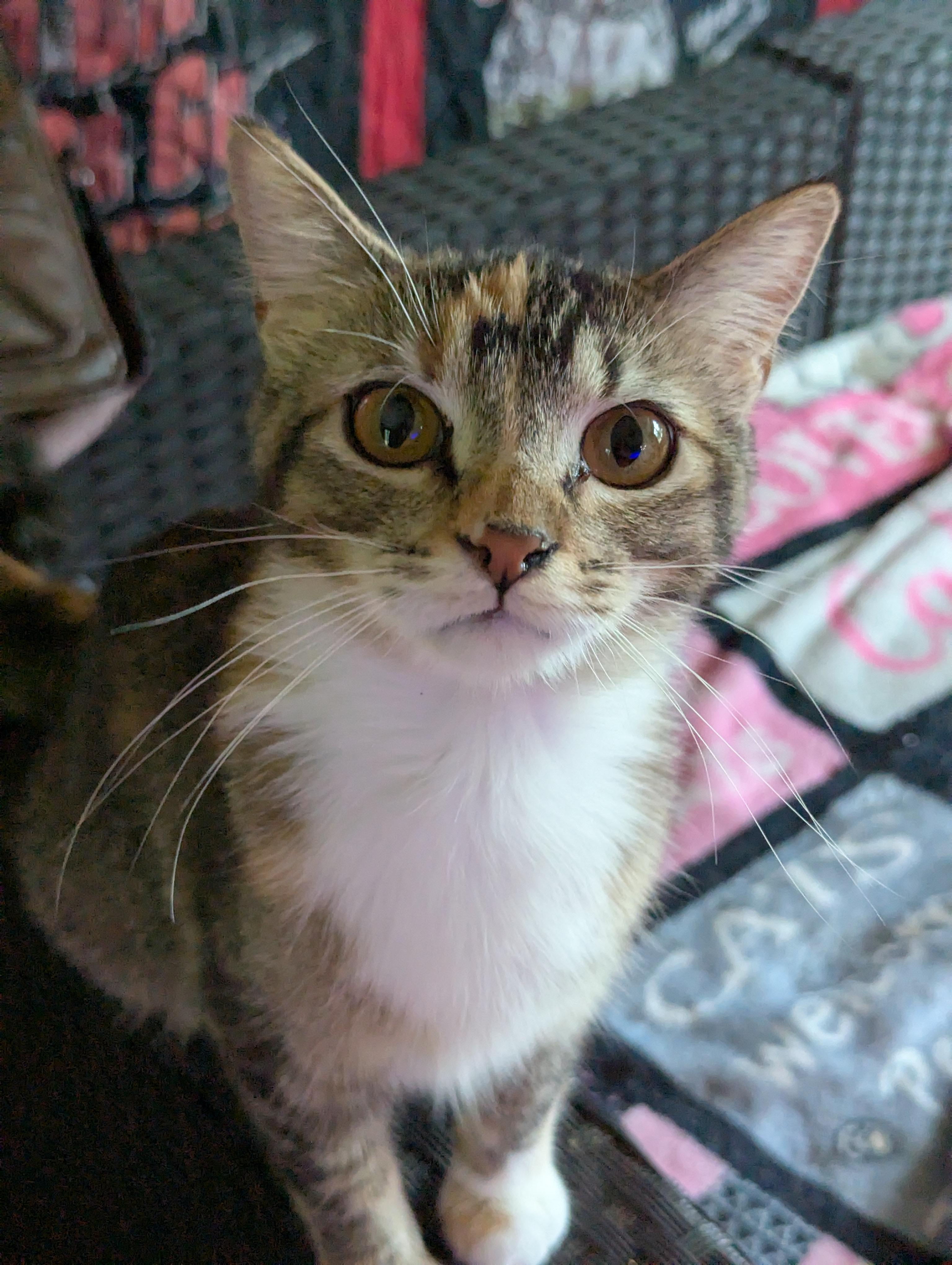 Monica