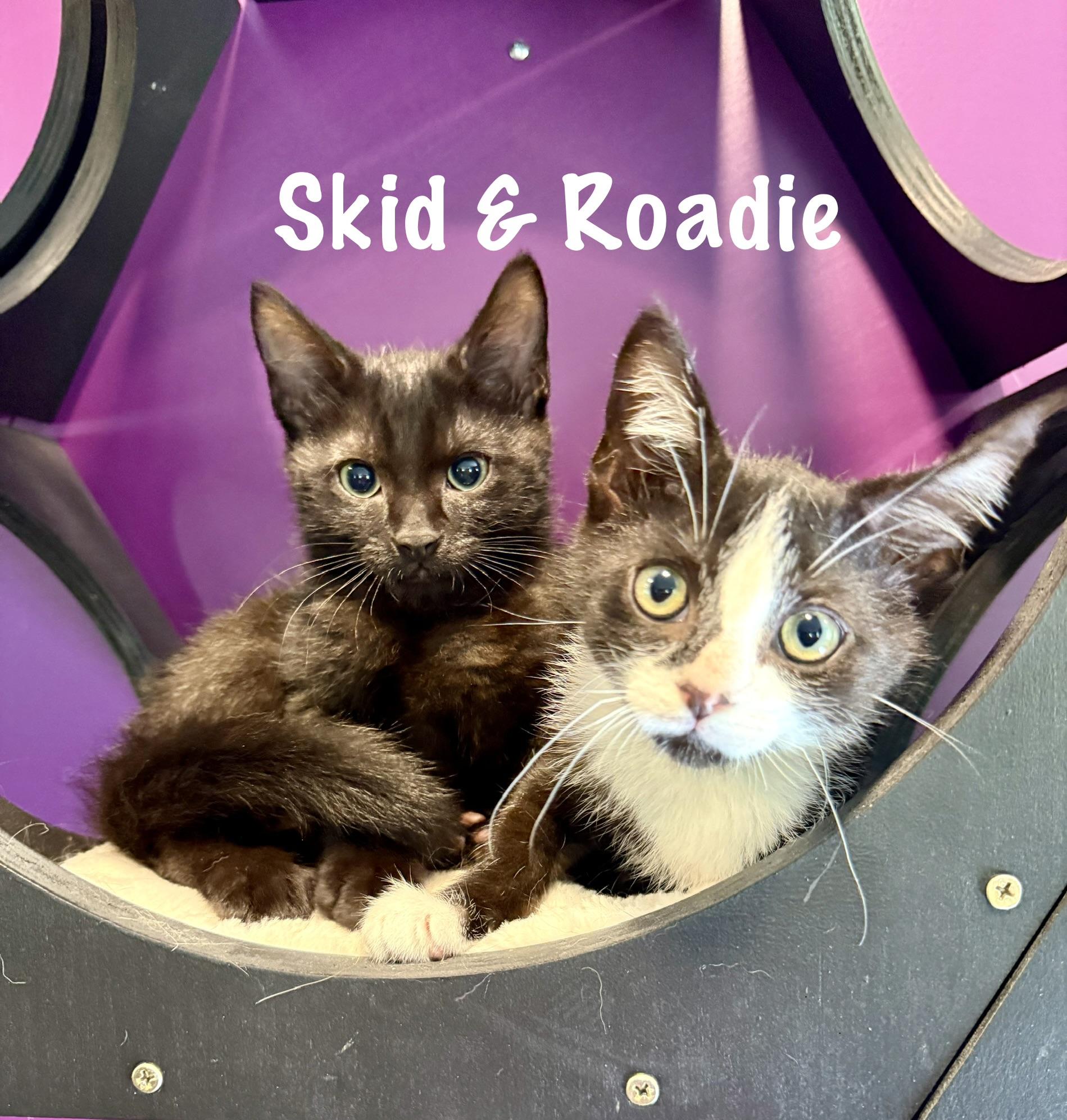 Skid & Roadie (bonded bros), ADOPTABLE, Kitten Male Domestic Short Hair.