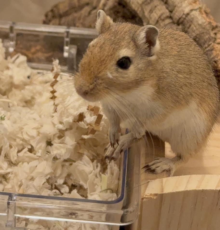 Enlarge Pookie, a Adoptable Gerbil in South Elgin, IL image 1/1
