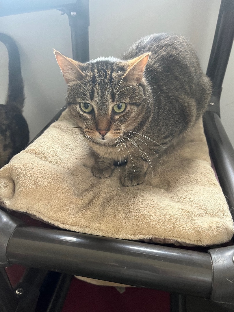 Munchkin, Adoptable, Adult Female Tabby.