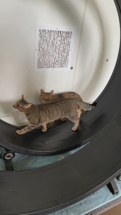 Enlarge Munchkin, a Adoptable Tabby in Manchester, MI video 2/2