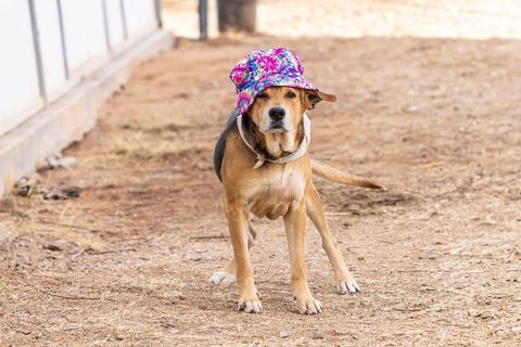 ABEL, a Adoptable mixed breed in Pearce, AZ image 2/4